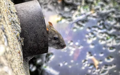 Ratten in der Kanalisation – Risiken, Fakten Schutzmaßnahmen