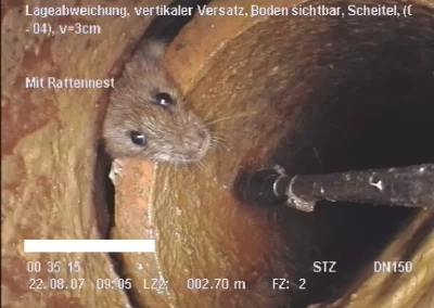 Ratten in der Kanalisation – Risiken, Fakten Schutzmaßnahmen