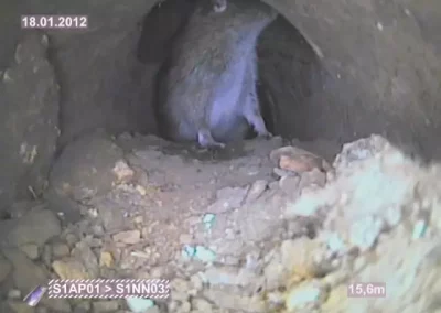 Ratten in der Kanalisation – Risiken, Fakten Schutzmaßnahmen