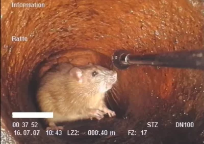 Ratten in der Kanalisation – Risiken, Fakten Schutzmaßnahmen
