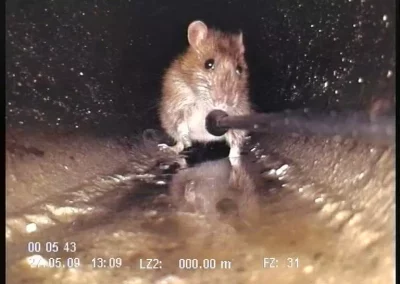 Ratten in der Kanalisation – Risiken, Fakten Schutzmaßnahmen