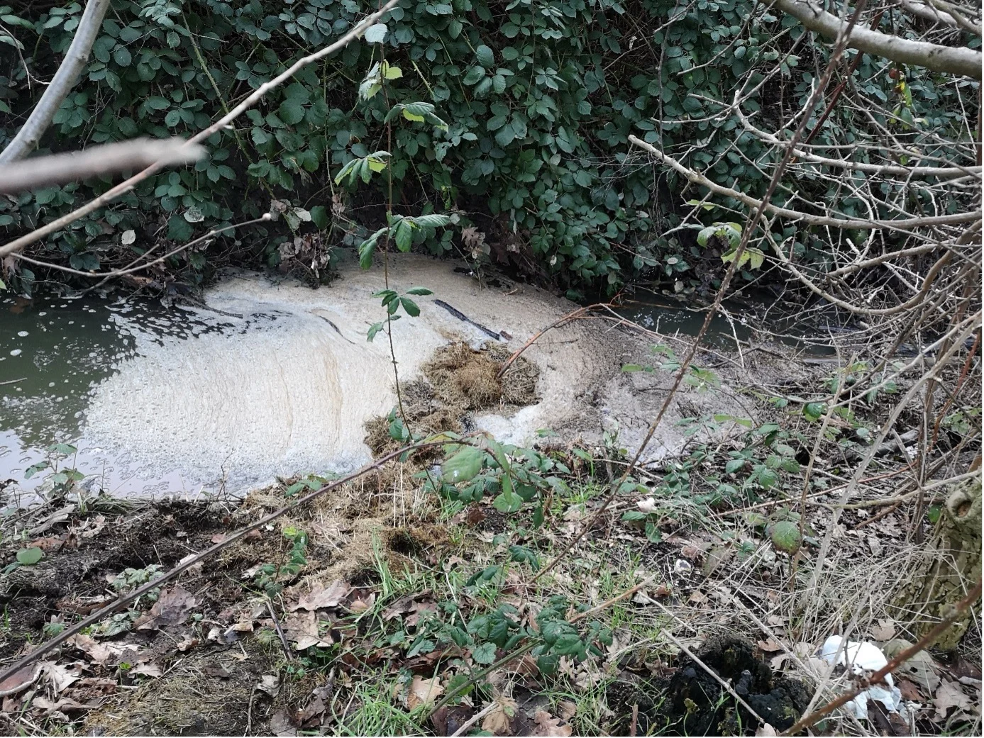 Gehölzabfälle im Gewässer