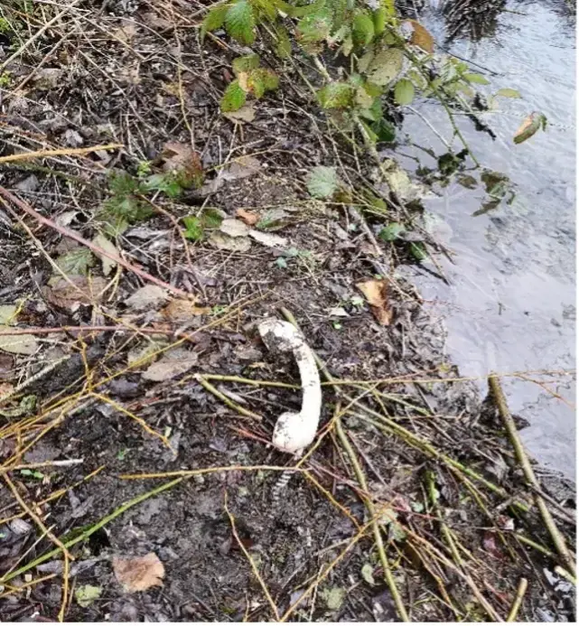 Beseitigung von Müll im Uferbereich